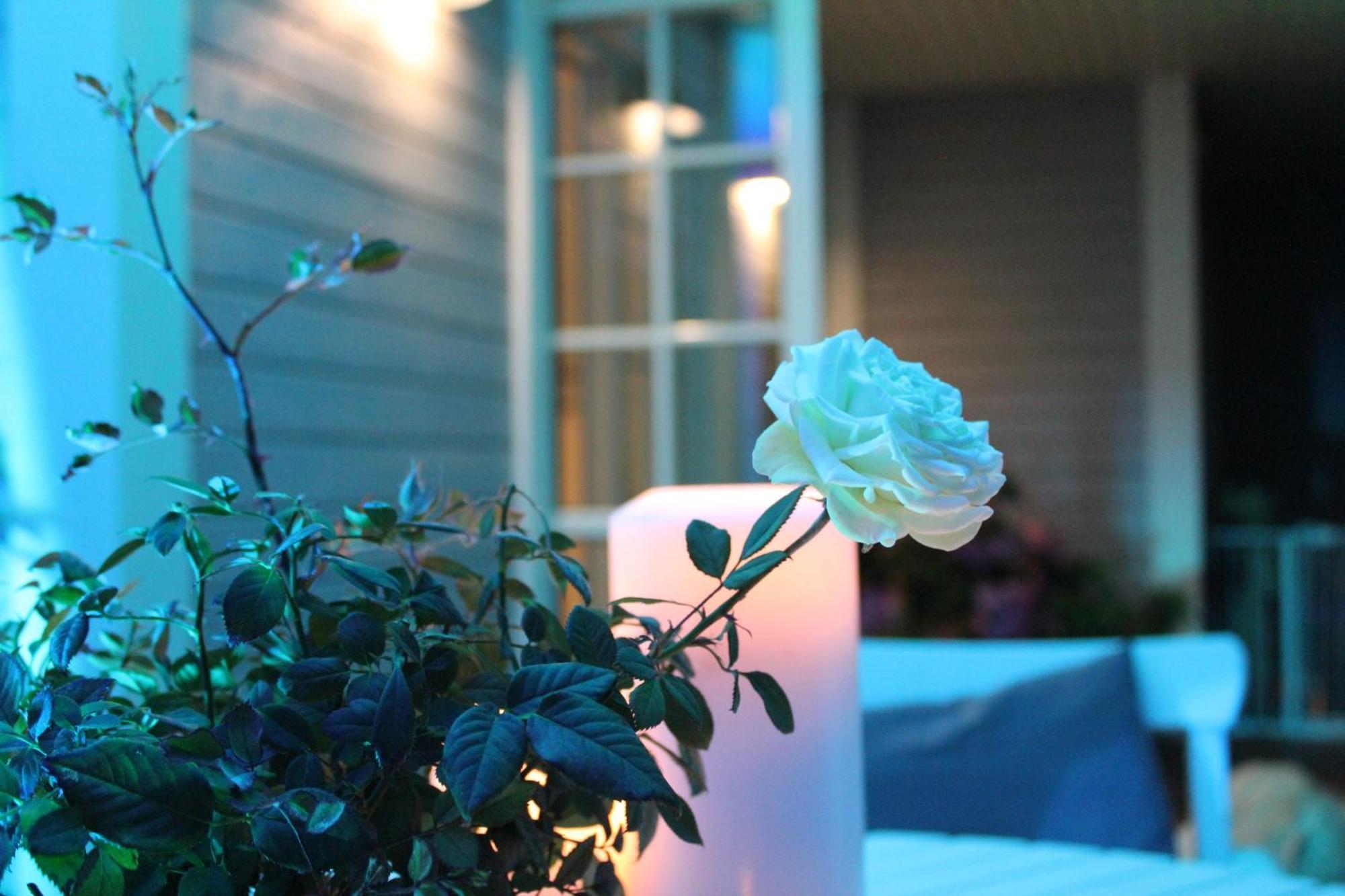 Rosenhill B&B Thalfang Esterno foto